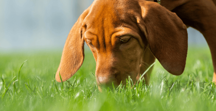 Springtime Allergies in Pets: Symptoms and Treatments