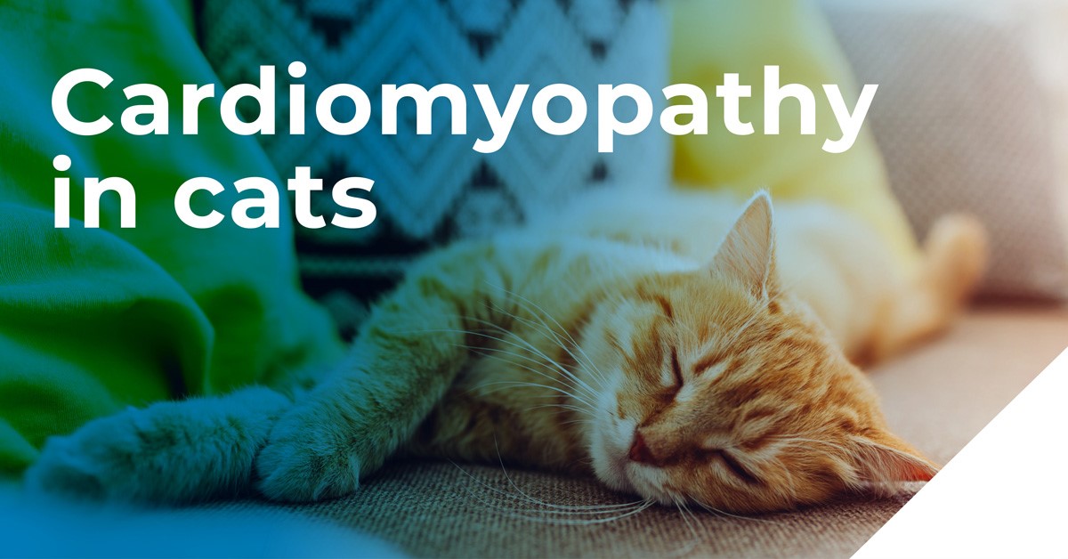 Cardiomyopathy in cats