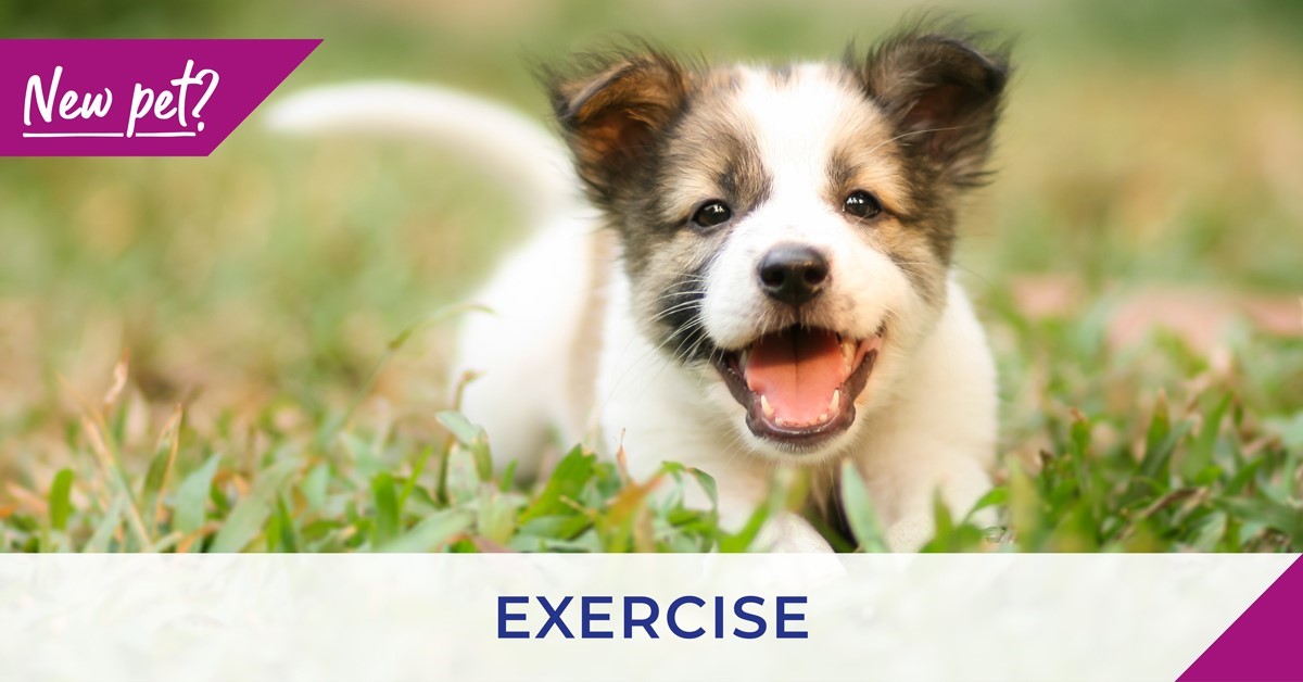 Exercising puppies and kittens