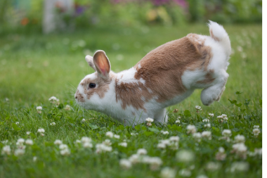 Flea and Worm Treatment For Your Rabbit