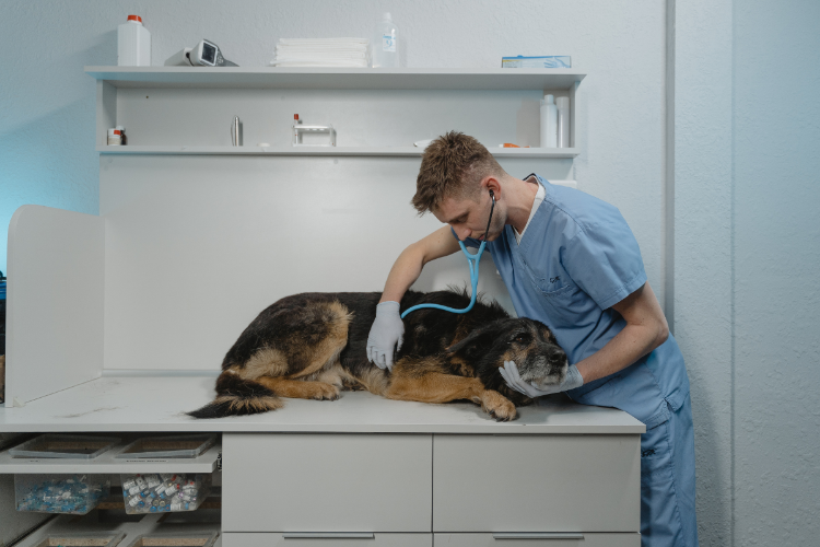 A dog receiving treatment at 24/7 emergency out of hours vets in Coalville: Woodward Veterinary Practice