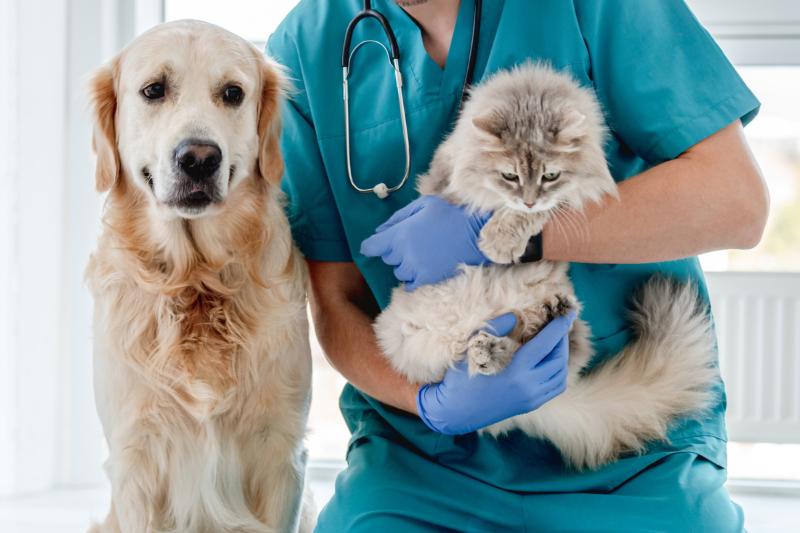 A dog and a cat after receiving treatment at local Coalville vets: Woodward Veterinary Practice