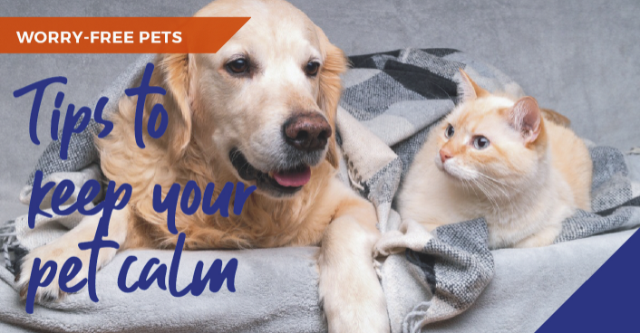 Top tips to calm your anxious and stressed pet