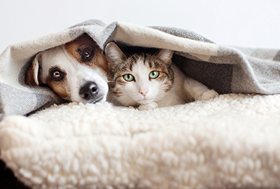 New Year Resolutions For Pet Owners