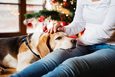 Best products for your senior pet this Christmas