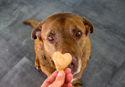 The Perils of Easter for Dogs: Chocolate Poisoning