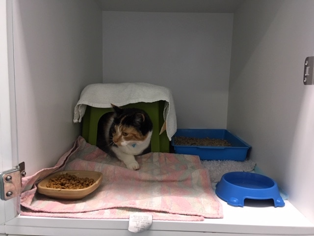cat kennel hiding place