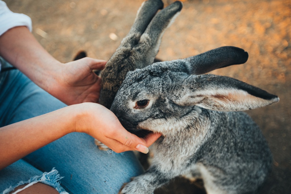 rabbit vaccinations