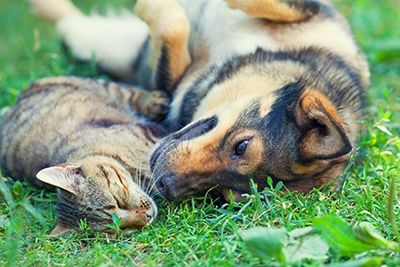 free health check dog cat