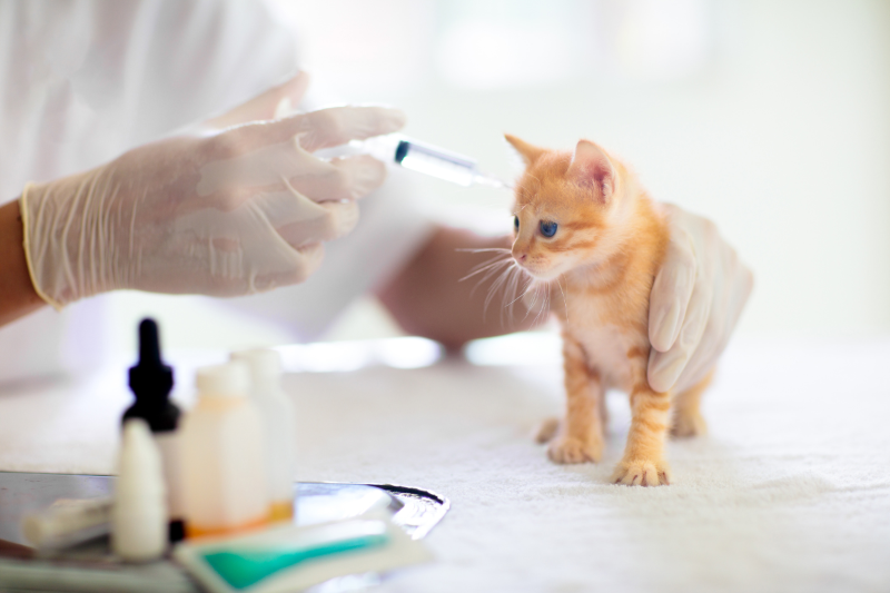 A cat receiving kitten vaccinations at Woodward Vets in Ashby-de-la-Zouch, Leicester
