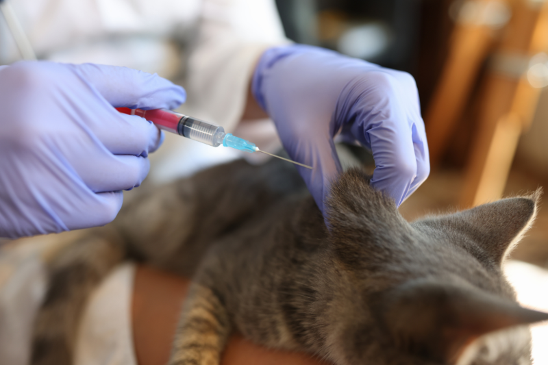 A cat receiving kitten vaccinations at Woodward Vets in Ashby-de-la-Zouch, Leicestershire