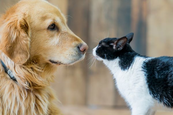 A cat and a dog after receiving out of hours emergency pet treatment at Woodward Vets