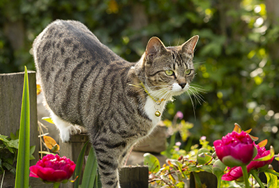 Lily Poisoning: Protecting Your Pets from a Hidden Danger