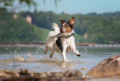 Saltwater poisoning in dogs: Symptoms to look out for
