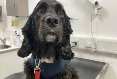 Urgent care for Cocker Spaniel after corn on the cob stuck in stomach!