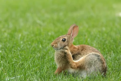 A rabbit after receiving flea and worm treatment for rabbits in Ashby-de-la-Zouch at Woodward Vets